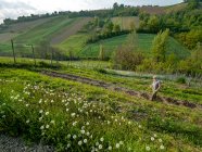 Landwirt bereitet Bewässerung des Bio-Gemüses vor — Stockfoto