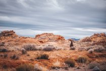 Ovejas de cuerno grande en el desierto viviente en el fondo de la naturaleza - foto de stock