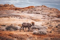 Ovejas de cuerno grande en el desierto viviente en el fondo de la naturaleza - foto de stock