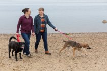 Same sex female couple holding hands walking dogs on Cape Cod beach — Stock Photo