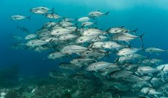 Hermoso mundo submarino del mar sobre fondo de la naturaleza - foto de stock
