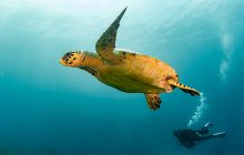 Vista submarina de una hermosa tortuga tropical - foto de stock