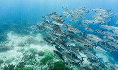 Bellissimo mondo subacqueo del mare nel caraibico — Foto stock