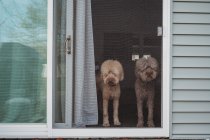 Golden-doodle dogs looking out screen door — Stock Photo