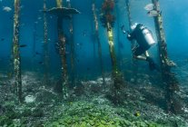 Plongeur explorant jetée à Raja Ampat / Indonésie — Photo de stock