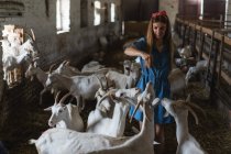 Девушка кормит много коз из своих рук — стоковое фото