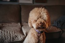 Golden-doodle close up of face sitting in front of couch — Stock Photo