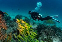 Підводна сцена з рибою та кораловим рифом — стокове фото