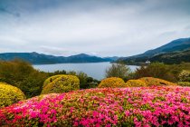 View of Mount Fuji with blooming flowers from lake Ashi, Hakone, Japan — Stock Photo