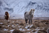 Manada de cavalos islandeses num campo nevado a pastar, Cavalo Islandês — Fotografia de Stock