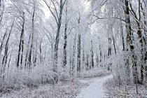 Belo inverno com árvores sob neve no fundo da natureza — Fotografia de Stock