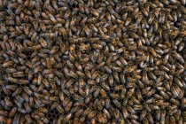 Les abeilles mellifères sont assises sur la ruche de l'apiculteur Barry Hart à Barwick, en Géorgie. — Photo de stock