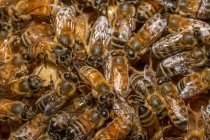 Les abeilles mellifères sont assises sur la ruche de l'apiculteur Barry Hart à Barwick, en Géorgie. — Photo de stock