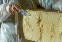 Cheese dairy master cutting a parmesan cheese wheel at the dairy — Stock Photo