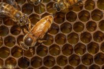 Reine des abeilles, ruche de Barry Hart, Barwick, Géorgie — Photo de stock