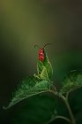 Bellissimo insetto rosso su uno sfondo verde — Foto stock