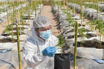 Fábrica ilegal de cannabis Casa verde, um close-up da indústria agrícola de maconha. — Fotografia de Stock