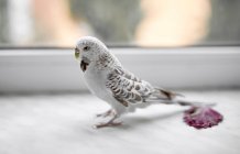 Schöner grauer Papageienvogel auf Hintergrund, Nahaufnahme — Stockfoto