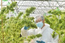 Illegal Cannabis Factory Green house, A close up of the marijuana farm industry. — Stock Photo