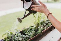 Frau gießt Pflanzen im Garten im Hintergrund, Nahaufnahme — Stockfoto
