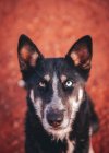 Ritratto di un cane carino — Foto stock