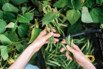 Молода жінка збирає зелені боби з овочевого саду — стокове фото