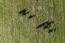 Воздушный вид черных лошадей в лесу — стоковое фото