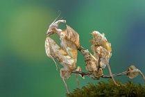 Closeup of  huge  mantis on nature background — Stock Photo