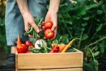 Frau hält frisch geerntete rote Tomaten auf Biobauernhof — Stockfoto