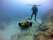 Fotógrafo subaquático tira uma foto do peixe Grouper — Fotografia de Stock