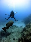 Fotógrafo submarino tomar una foto de peces Grouper, Antalya - foto de stock