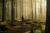 Niño en una chaqueta caminando por el bosque de pinos en la mañana en una niebla en el sol, árboles en una niebla de luz. - foto de stock
