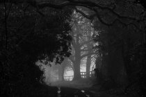 Schwarz-Weiß-Aufnahme des nebligen Waldes — Stockfoto