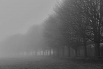 Colpo bianco e nero di foresta nebbiosa — Foto stock