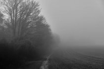 Schwarz-Weiß-Aufnahme des nebligen Waldes — Stockfoto