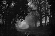 Black and white shot of misty forest — Stock Photo