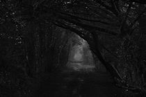 Чорно-білий знімок туманного лісу — стокове фото