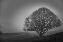 Черно-белый кадр туманного леса — стоковое фото