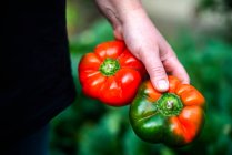 Female hands holding fresh bell peppers — Stock Photo