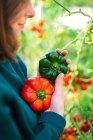 Female hands holding fresh bell peppers — Stock Photo
