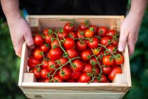 Жінка збирає помідори з саду — стокове фото