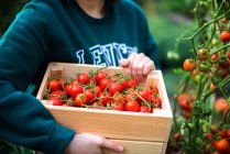Mulher Colheita de tomates do jardim — Fotografia de Stock