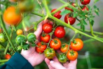 Жінка збирає помідори з саду — стокове фото