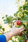 Uma mão mantém maçãs a uma árvore de maçã, o conceito da colheita de frutos — Fotografia de Stock