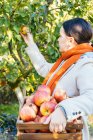 Jovem mulher pegando maçãs no jardim — Fotografia de Stock