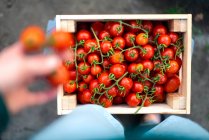 Фермер тримає свіжі органічні помідори в коробці — стокове фото