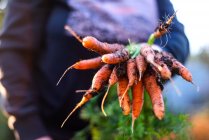 Donna raccoglie carote dal suo giardino — Foto stock