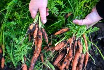 Donna raccoglie carote dal suo giardino — Foto stock
