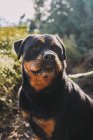 Retrato de un lindo perro - foto de stock
