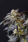 Plante de marijuana, bourgeons de cannabis, gros plan — Photo de stock
